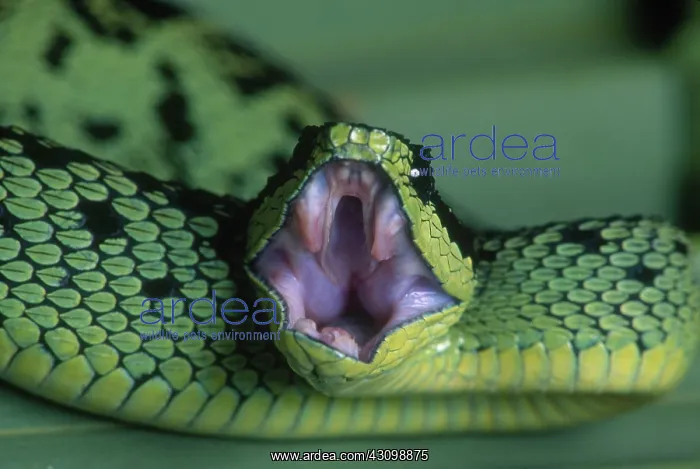 : Sedge Viper : Sedge Viper