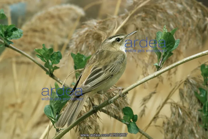 : SEDGE WARBLER : SEDGE WARBLER