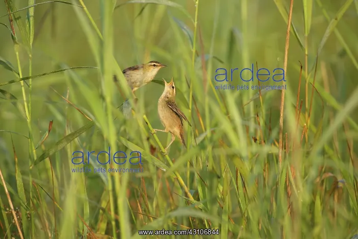 : Sedge Warbler : Sedge Warbler