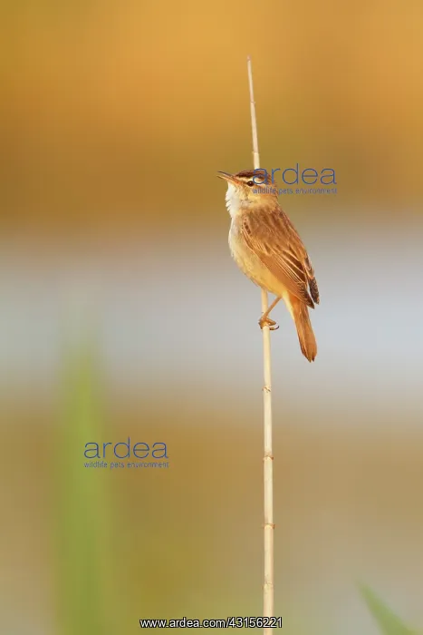 : Sedge Warbler : Sedge Warbler