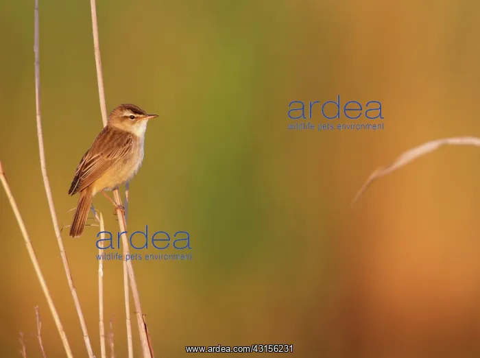 : Sedge Warbler : Sedge Warbler