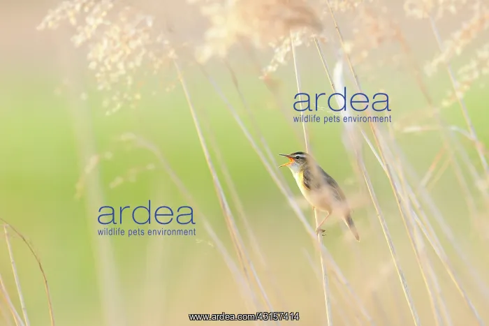 : Sedge Warbler : Sedge Warbler