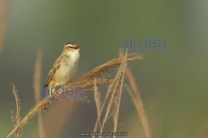 : Sedge Warbler : Sedge Warbler