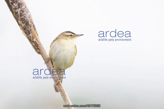 : Sedge Warbler : Sedge Warbler