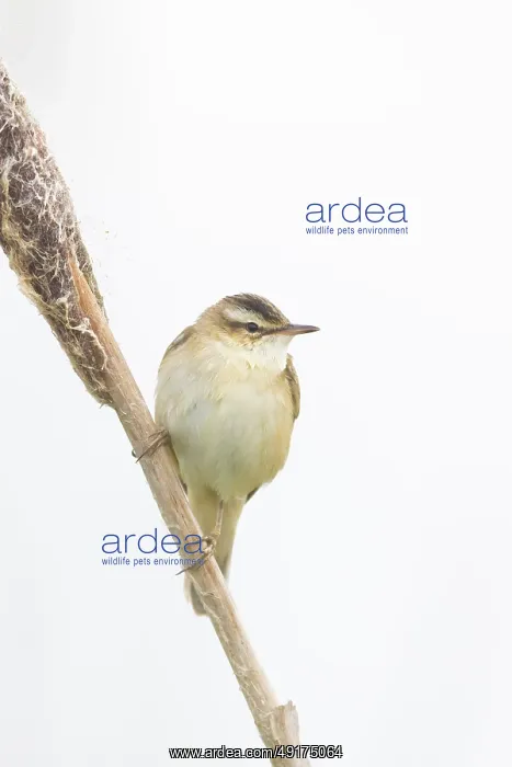 : Sedge Warbler : Sedge Warbler