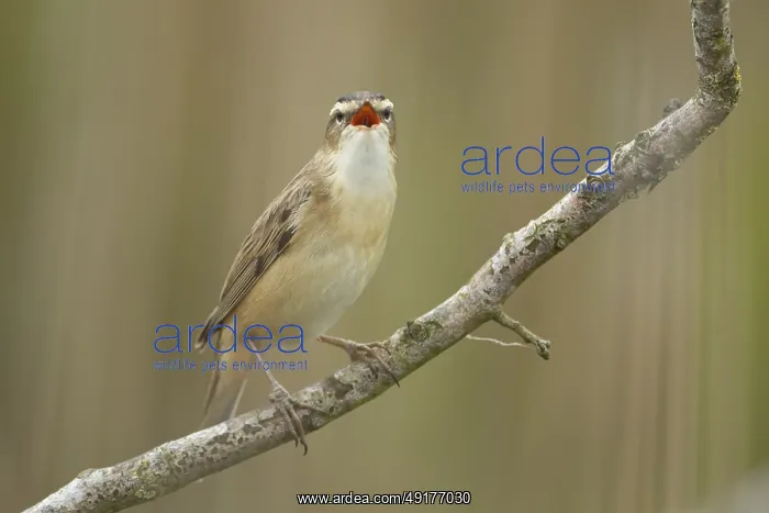 : Sedge warbler (Acrocephalus schoenobaenus) adult bird singing on a tree branch in spring : Sedge warbler (Acrocephalus schoenobaenus) adult bird singing on a tree branch in spring