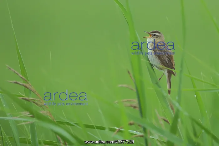 : Sedge warbler (Acrocephalus schoenobaenus) in green : Sedge warbler (Acrocephalus schoenobaenus) in green