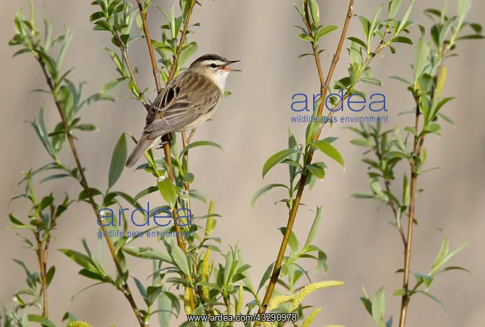 : Sedge Warbler (Acrocephalus schoenobaenus) male : Sedge Warbler (Acrocephalus schoenobaenus) male