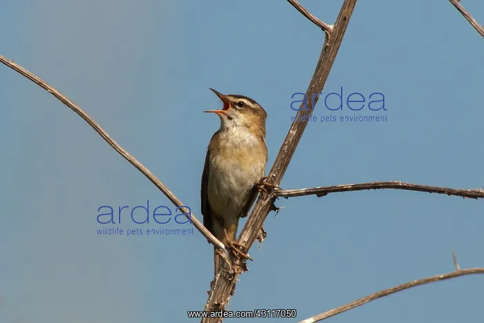 : Sedge warbler (Acrocephalus schoenobaenus) singing : Sedge warbler (Acrocephalus schoenobaenus) singing
