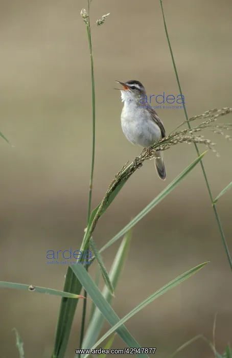 : Sedge warbler - Adult male singing : Sedge warbler - Adult male singing