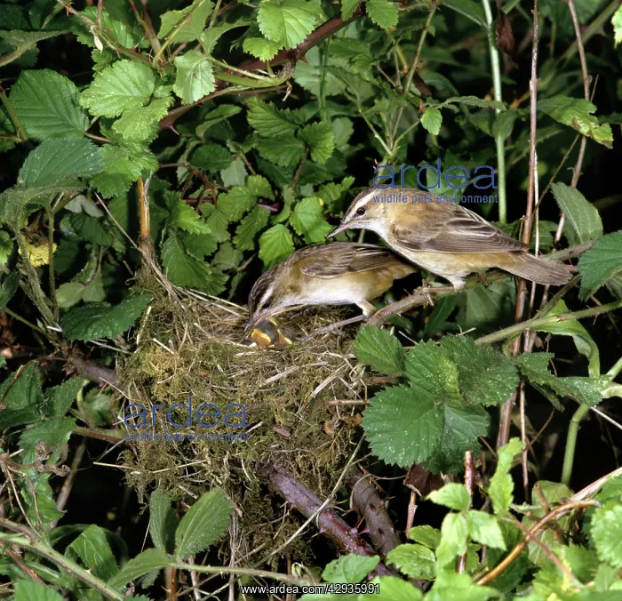 : Sedge Warbler - adults at nest feeding young : Sedge Warbler - adults at nest feeding young