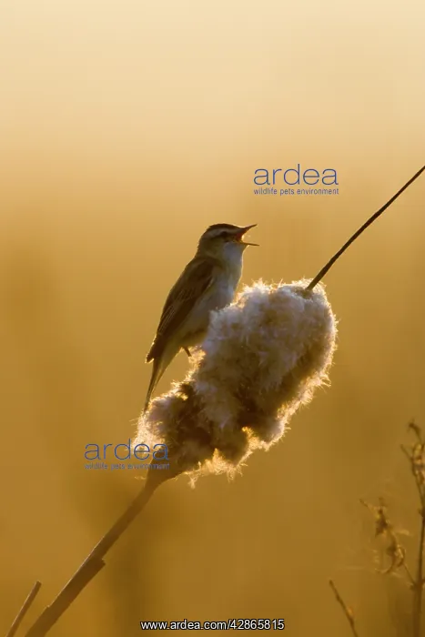 : Sedge Warbler - Backlit in early morning sunshine : Sedge Warbler - Backlit in early morning sunshine