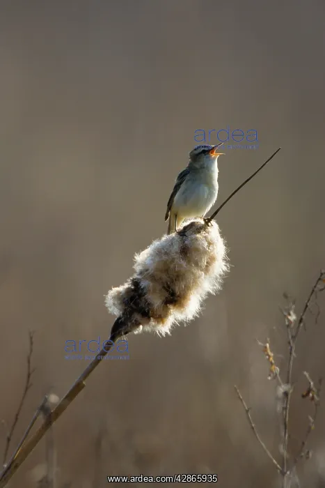 : Sedge Warbler - Backlit in early morning sunshine : Sedge Warbler - Backlit in early morning sunshine