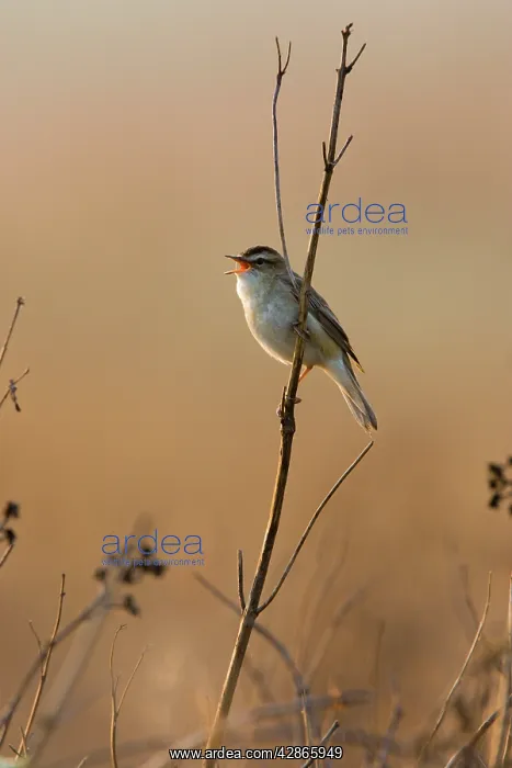 : Sedge Warbler - Backlit in early morning sunshine : Sedge Warbler - Backlit in early morning sunshine