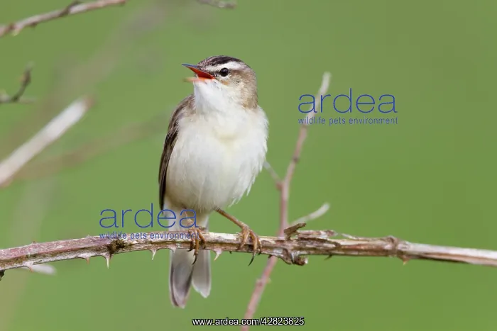  : Sedge Warbler - calling