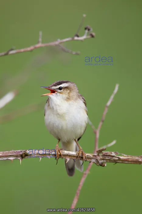 : Sedge Warbler - calling : Sedge Warbler - calling