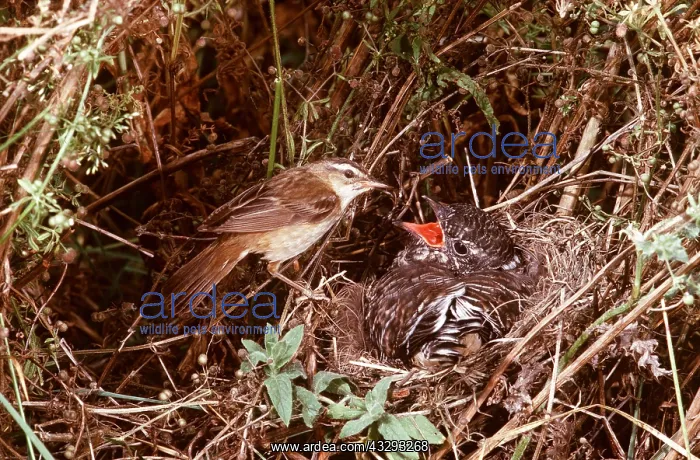 : SEDGE WARBLER - with Cuckoo in nest : SEDGE WARBLER - with Cuckoo in nest
