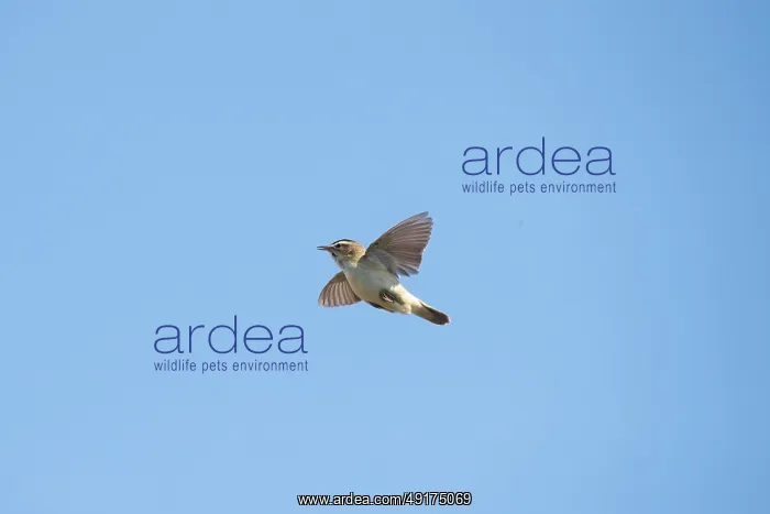 : Sedge Warbler flight : Sedge Warbler flight