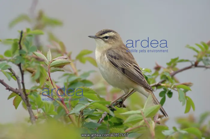 : Sedge Warbler - Male : Sedge Warbler - Male