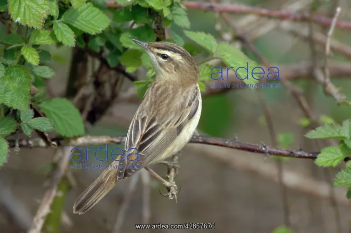 : Sedge Warbler - Male : Sedge Warbler - Male