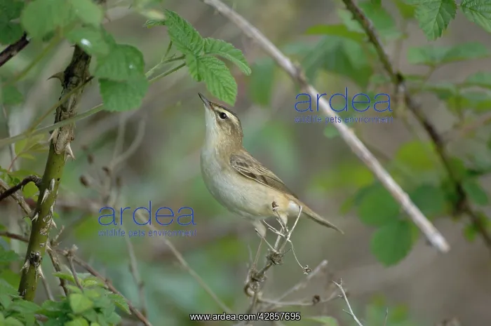  : Sedge Warbler - Male