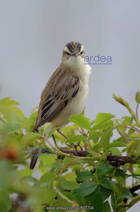 : Sedge Warbler - Male : Sedge Warbler - Male