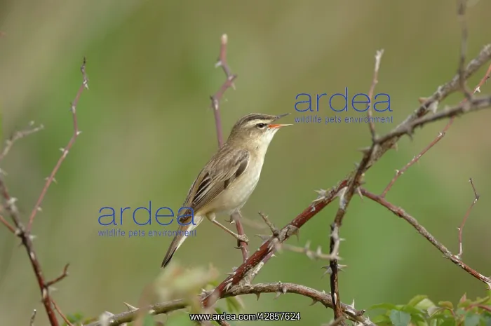  : Sedge Warbler - Male singing
