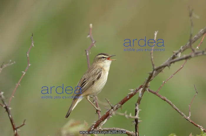 : Sedge Warbler - Male singing : Sedge Warbler - Male singing