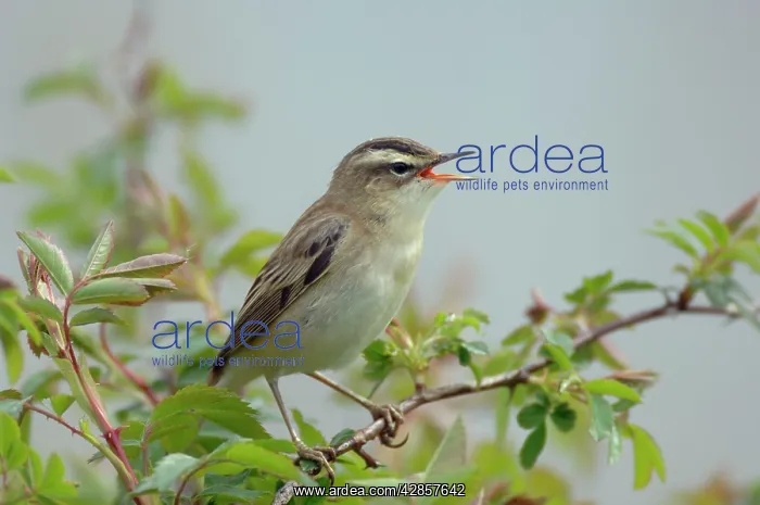  : Sedge Warbler - Male singing
