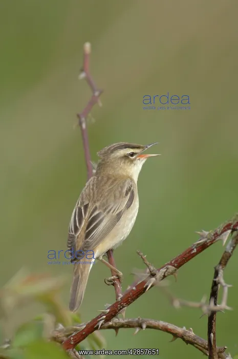  : Sedge Warbler - Male singing