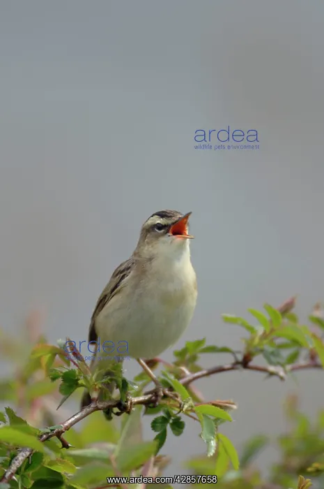 : Sedge Warbler - Male singing : Sedge Warbler - Male singing