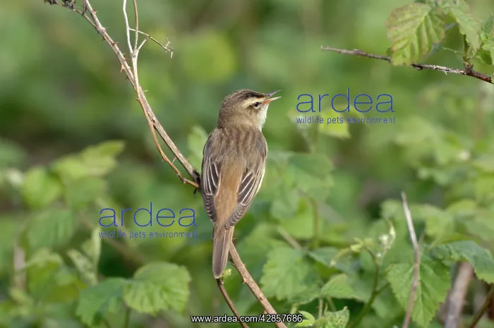 : Sedge Warbler - Male singing : Sedge Warbler - Male singing