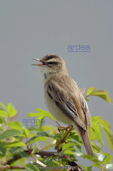  : Sedge Warbler - Male singing