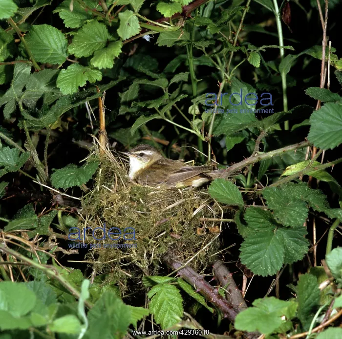 : Sedge Warbler - at nest : Sedge Warbler - at nest