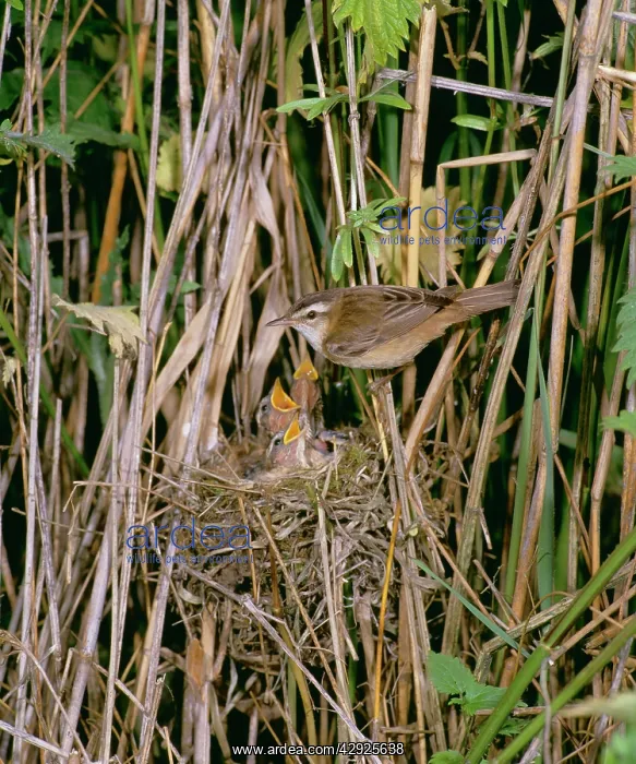 : Sedge Warbler - At nest with young : Sedge Warbler - At nest with young