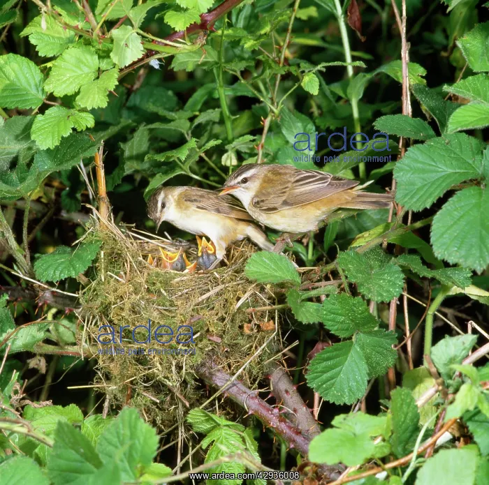 : Sedge WARBLER - pair at nest with young begging : Sedge WARBLER - pair at nest with young begging