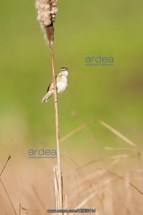 : Sedge Warbler - Perched on the stem of a bullrush singing : Sedge Warbler - Perched on the stem of a bullrush singing