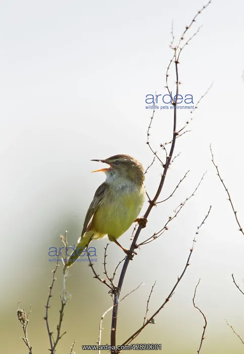 : Sedge Warbler - singing : Sedge Warbler - singing