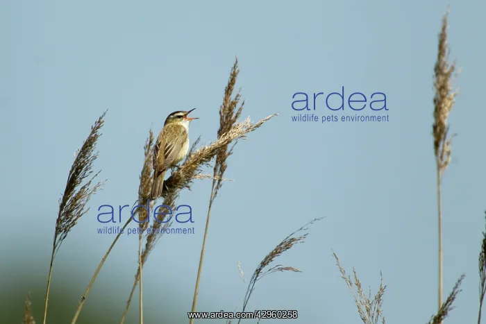 : Sedge Warbler - singing : Sedge Warbler - singing