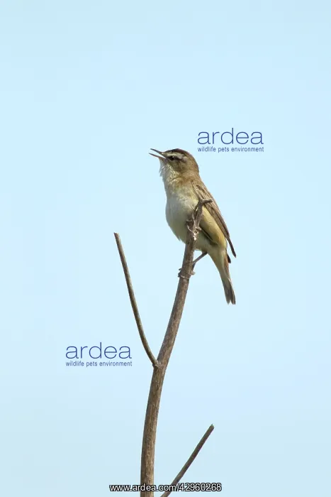 : Sedge Warbler - singing : Sedge Warbler - singing