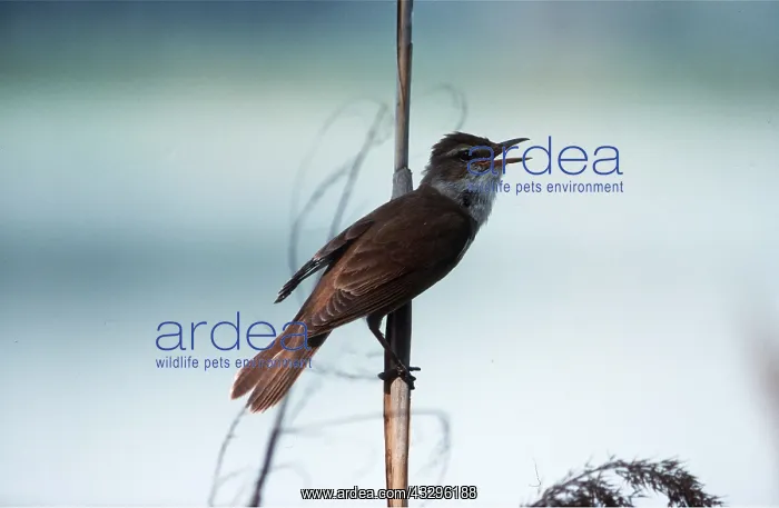 : SEDGE WARBLER - singing : SEDGE WARBLER - singing