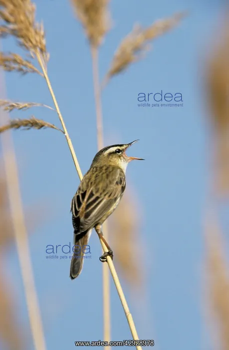 : Sedge WARBLER - Singing in breeding territory : Sedge WARBLER - Singing in breeding territory