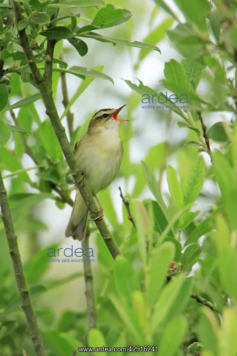 : Sedge Warbler - singing from bush : Sedge Warbler - singing from bush