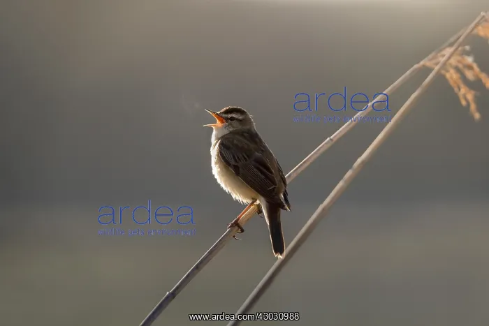  : Sedge Warbler - Singing - Cornwall - UK