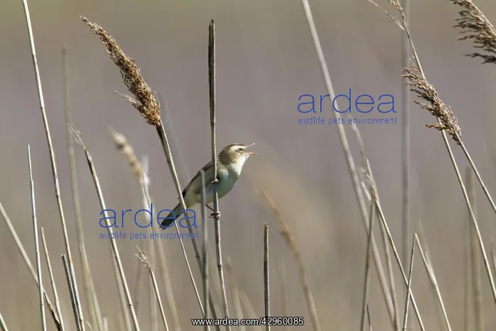  : Sedge Warbler - singing in reedbed