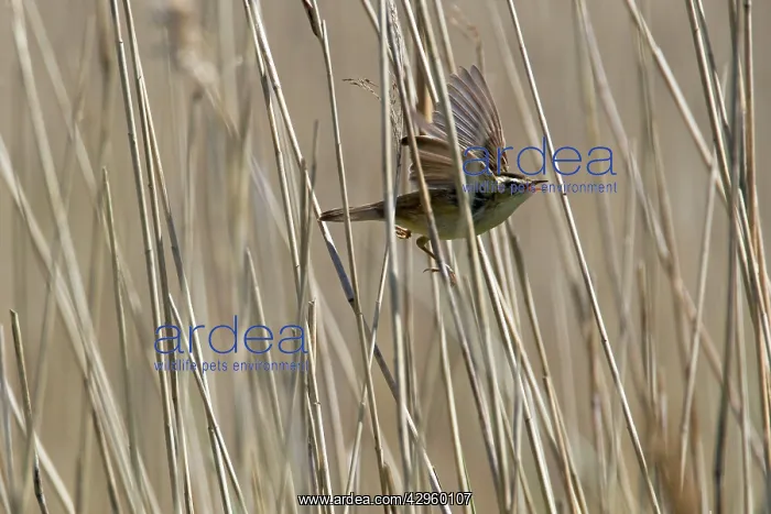 : Sedge Warbler - singing in reedbed : Sedge Warbler - singing in reedbed