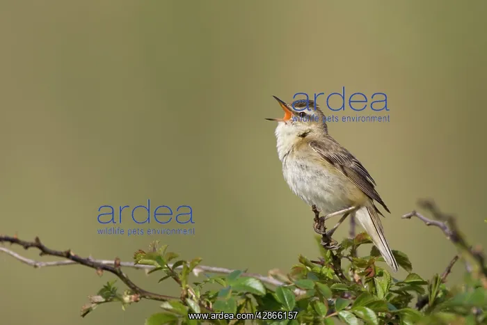 : Sedge Warbler - Singing from a typical vantage : Sedge Warbler - Singing from a typical vantage