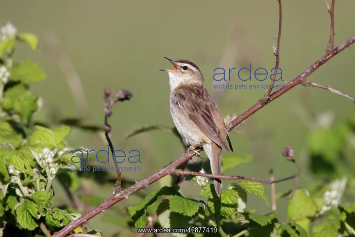 : Sedge Warbler - singing from vantage point on bramble bushes : Sedge Warbler - singing from vantage point on bramble bushes