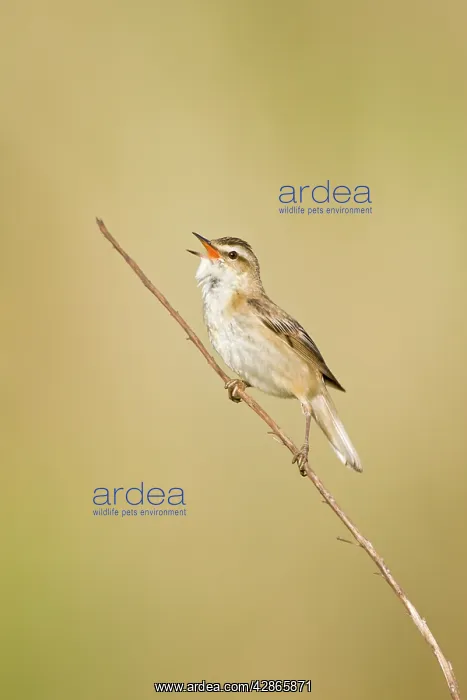 : Sedge Warbler - In typical springtime posture singing : Sedge Warbler - In typical springtime posture singing