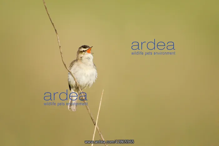 : Sedge Warbler - In typical springtime posture singing : Sedge Warbler - In typical springtime posture singing